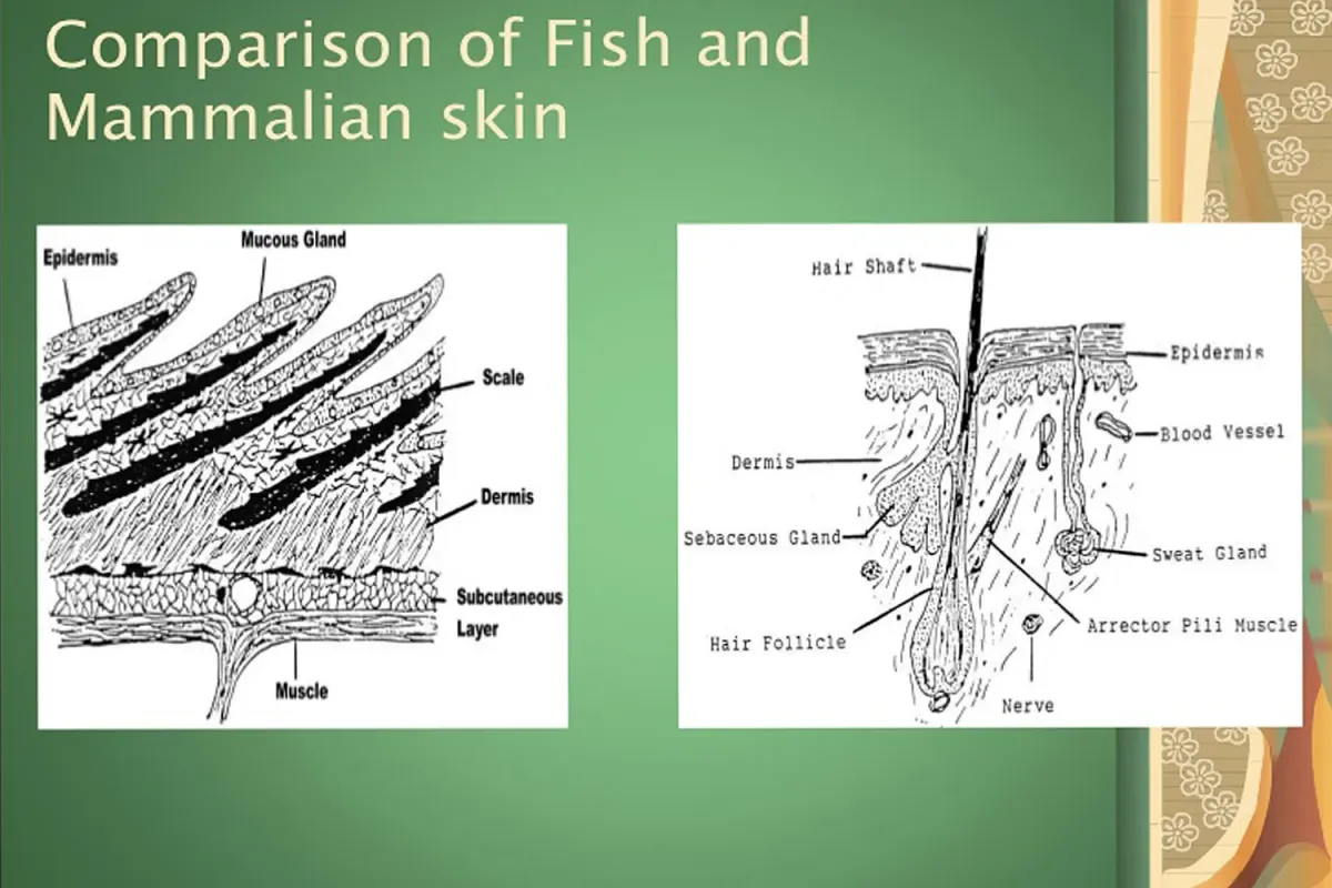 Fish scales vs mamalian skin