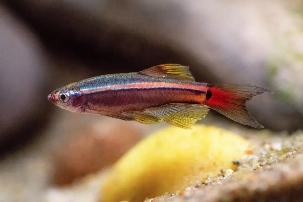 White cloud mountain minnow fish with gray and red-orange scales