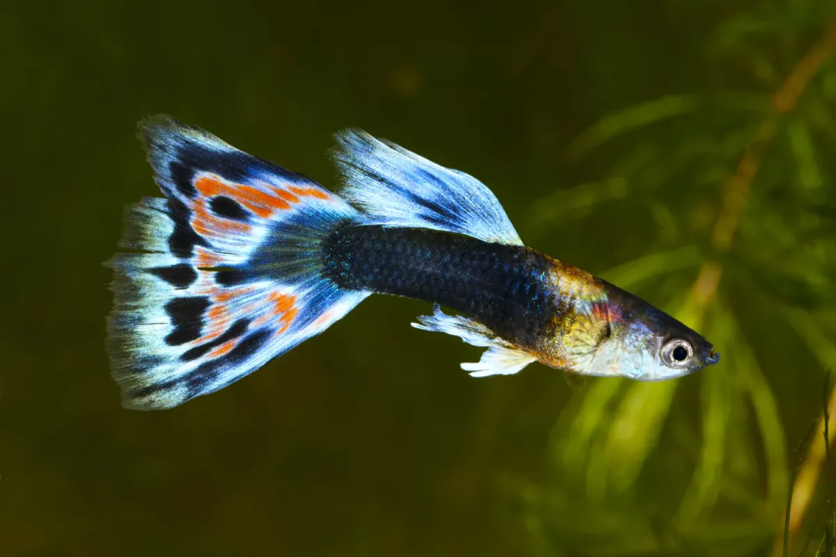 Fancy guppy