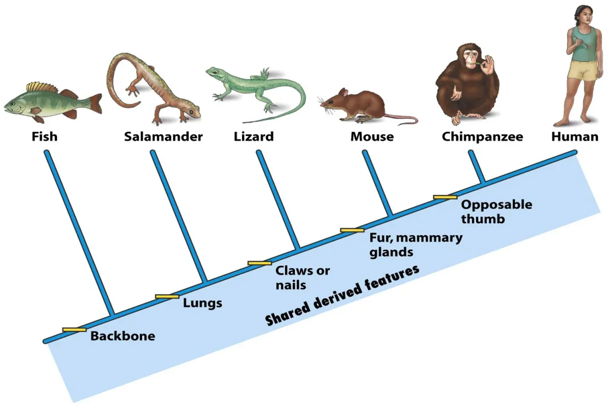 How do Humans and Fish compair
