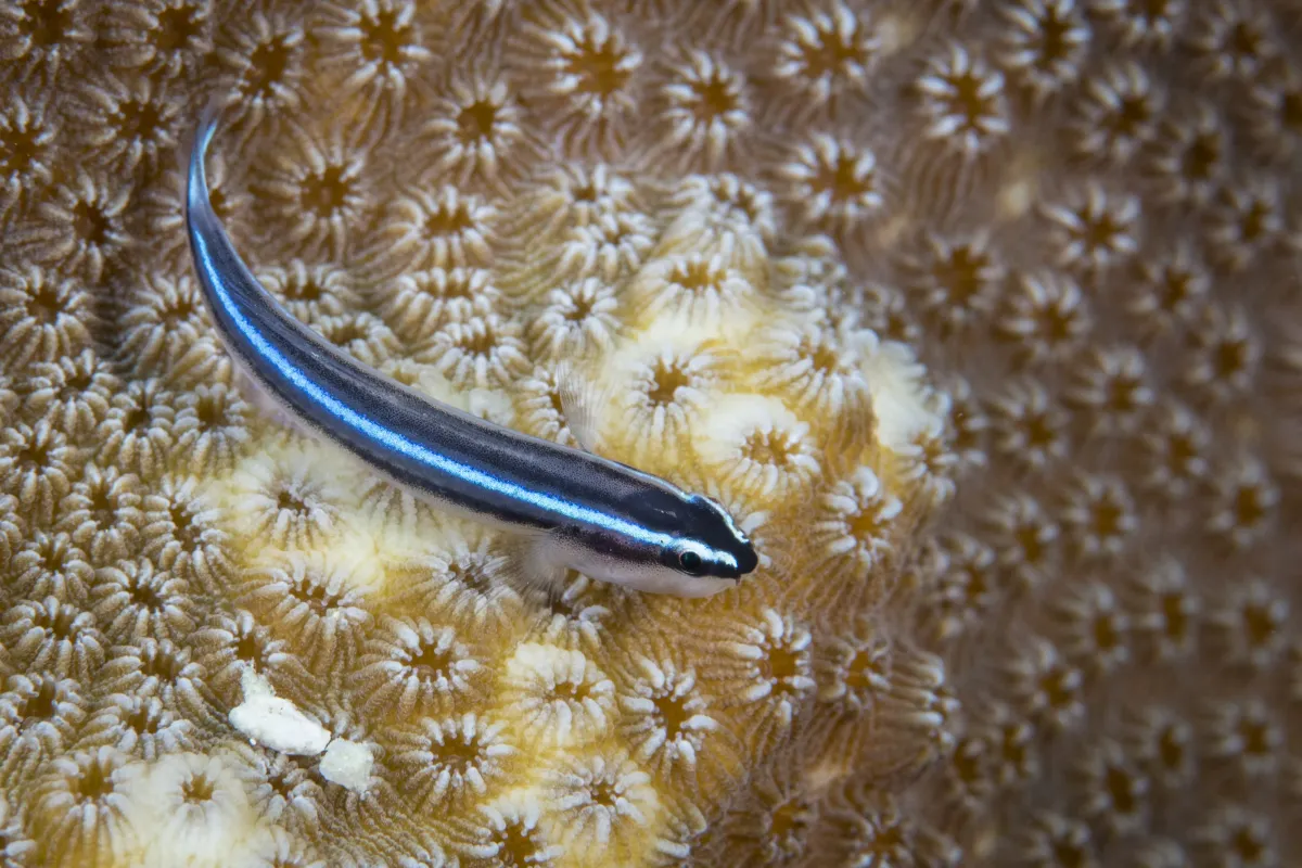 Cá bống neon, Elacatinus oceanops