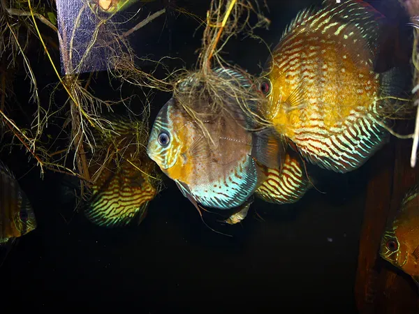 Group of young discus fish