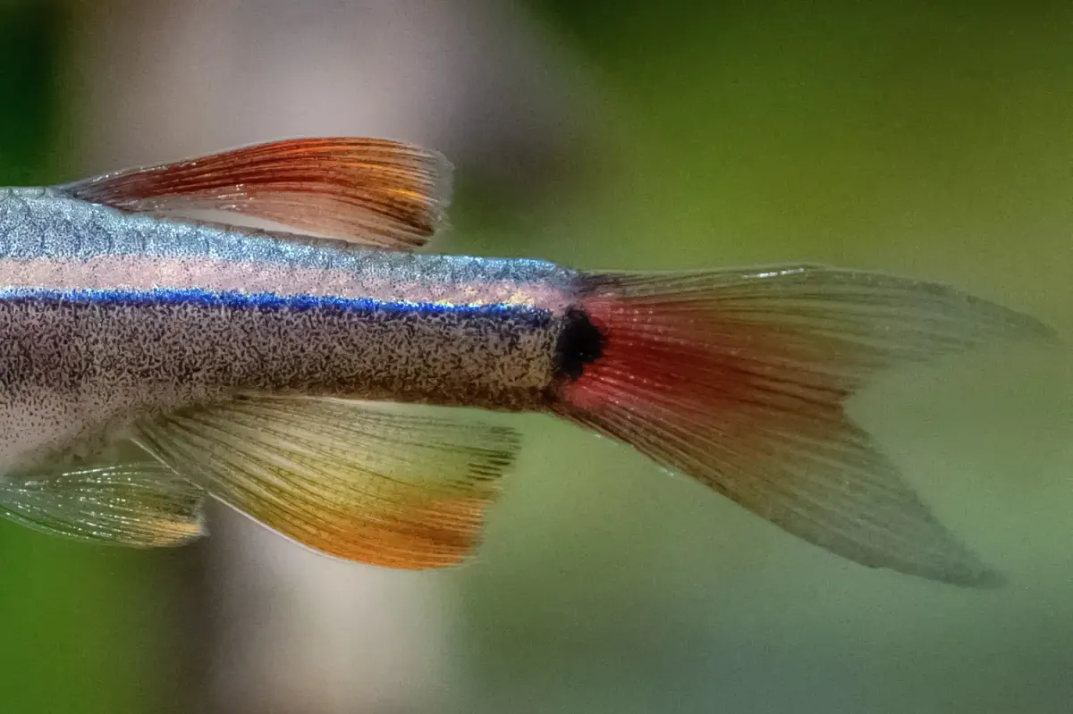 White cloud mountain minnow fish with orange fins