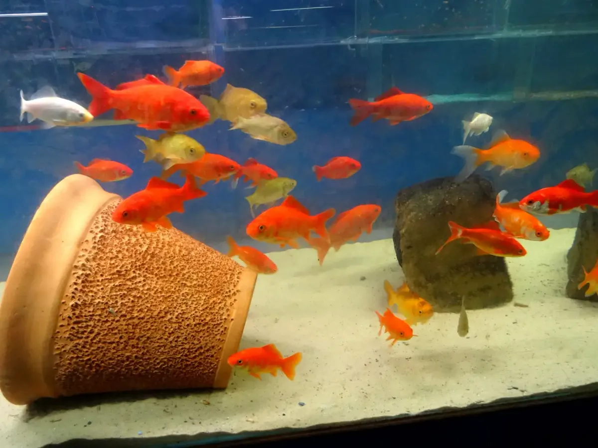 Tank aquarium of comet goldfish