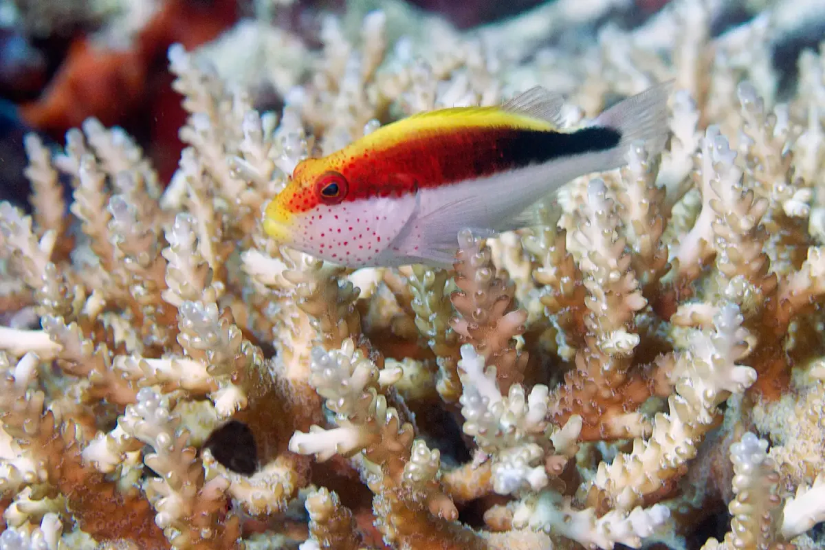 Freckled Hawkfish