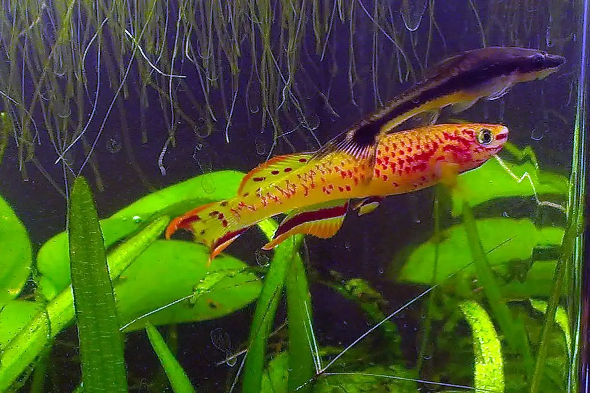Two killifish, one black and one orange, swimming in an aquarium
