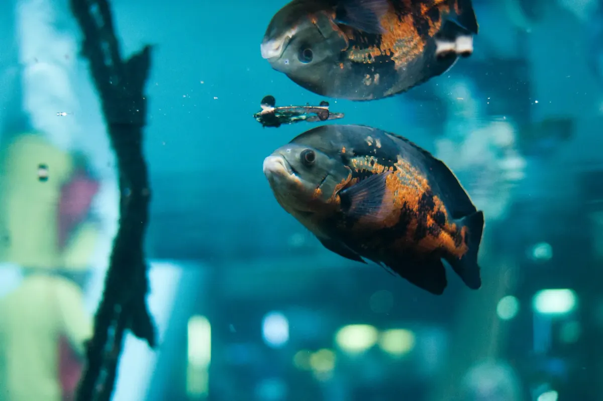 Oscar fish