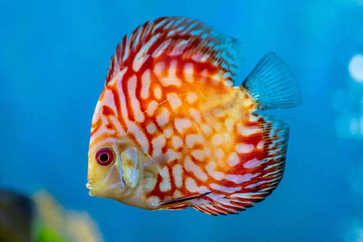 Cá đĩa, Symphysodon discus