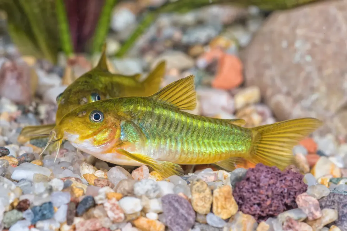 Two bronze corydoras resting on the substrate