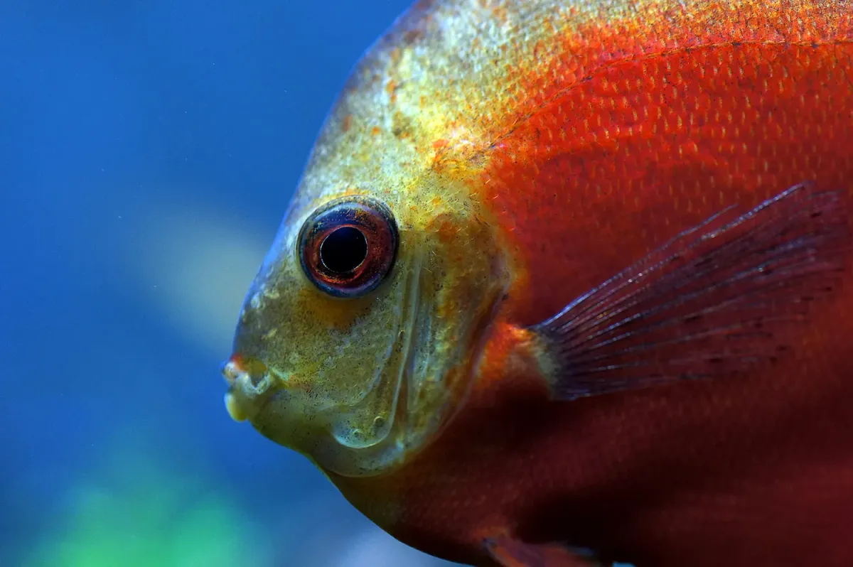 Discus fish