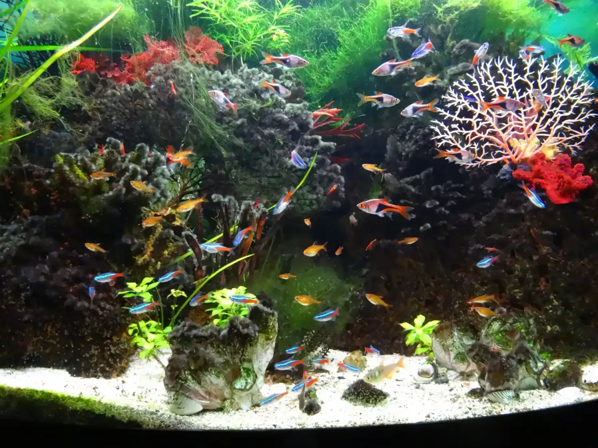 harlequin rasboras, neon tetras, guppies in aquarium