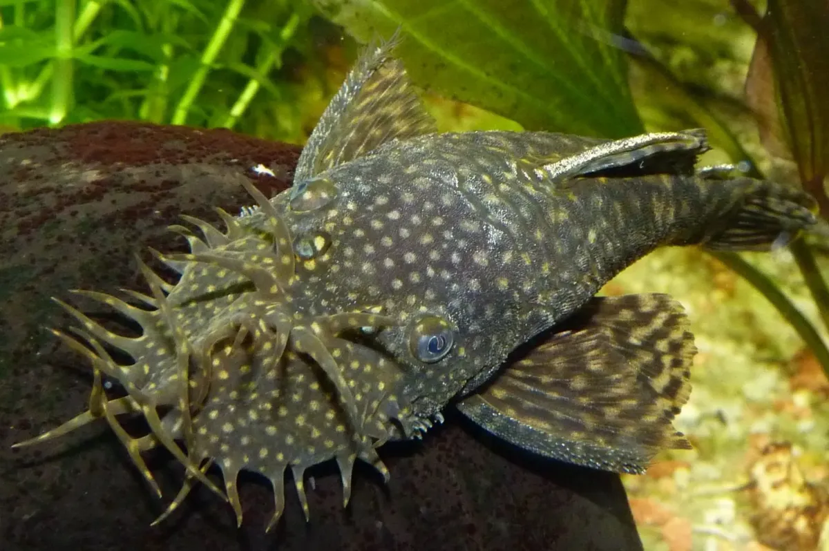 Cá lau kiếng bristlenose, Ancistrus cirrhosus