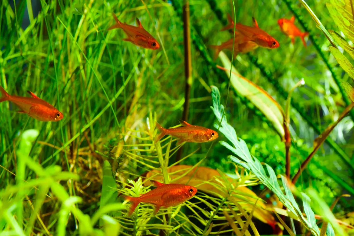 Cá tetra lửa Ember, Hyphessobrycon amandae