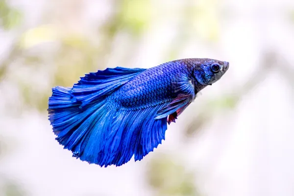 Betta fish with vibrant blue-purple and black scales swimming