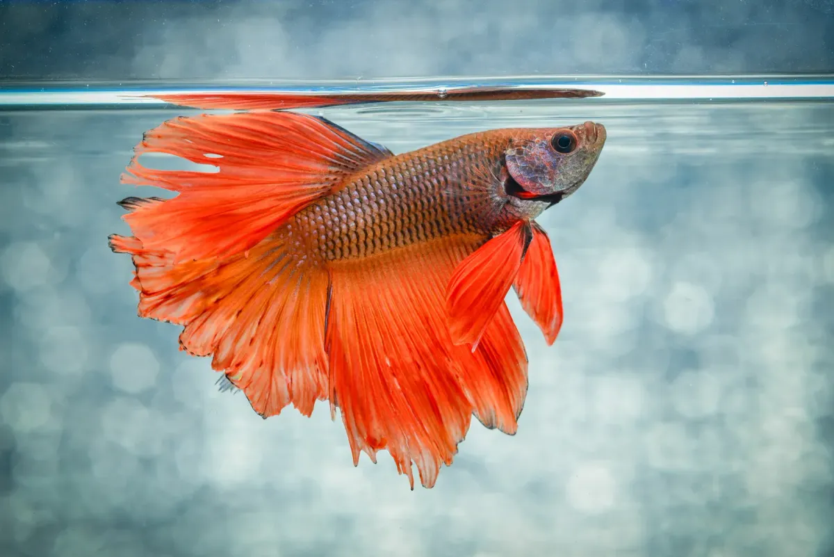 Betta fish