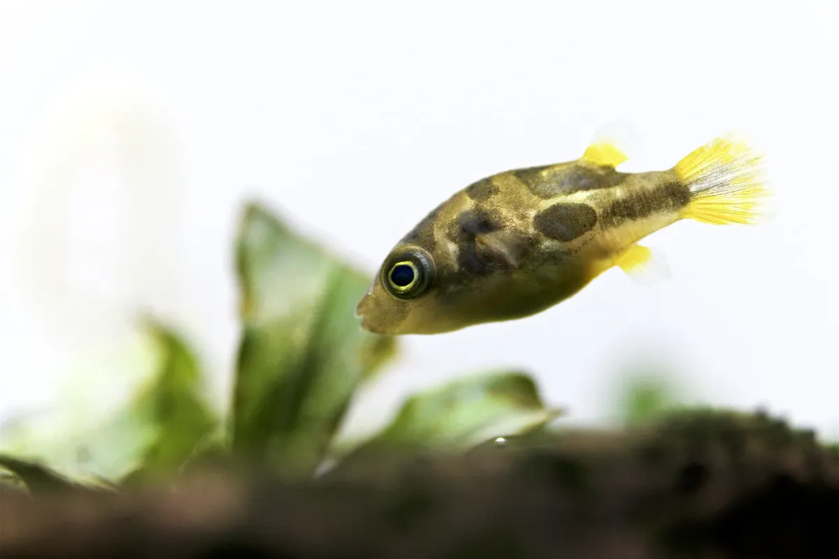 Pea Puffer, Carinotetraodon travancoricus