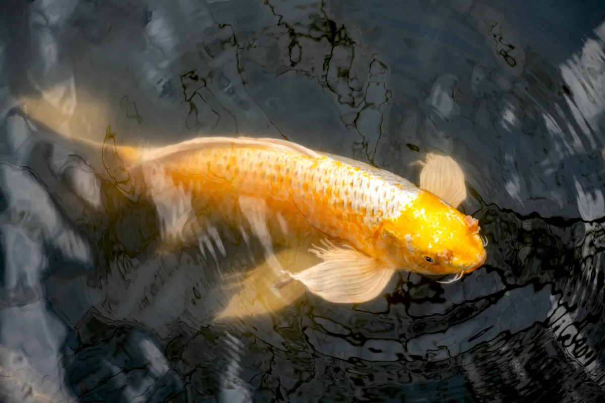 Yellow and white koi fish swimming near water surface