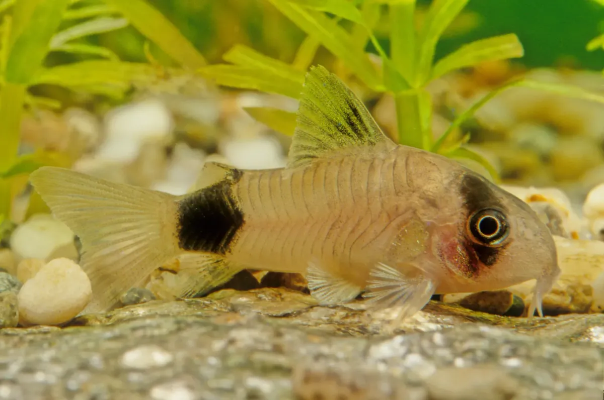 Panda corydora resting on rock in front of plants