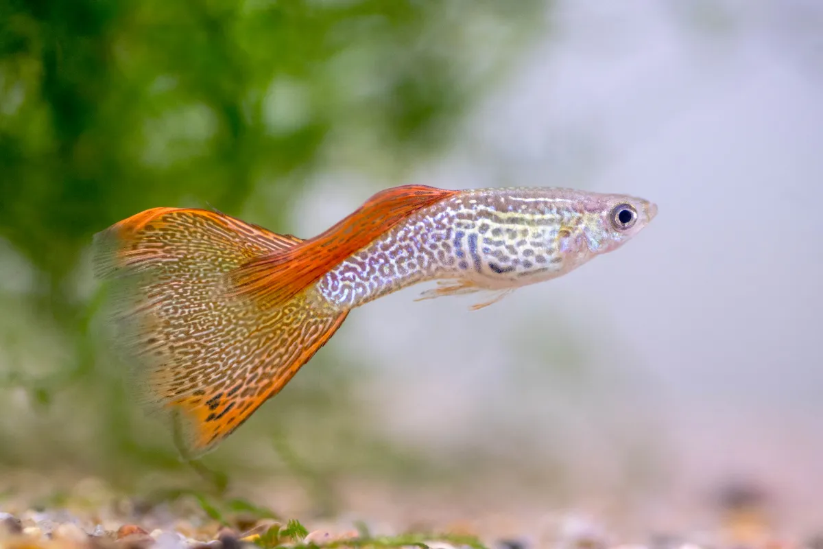 Cá bảy màu, Poecilia reticulata