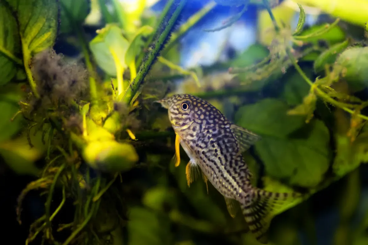 sterbas corydoras fish