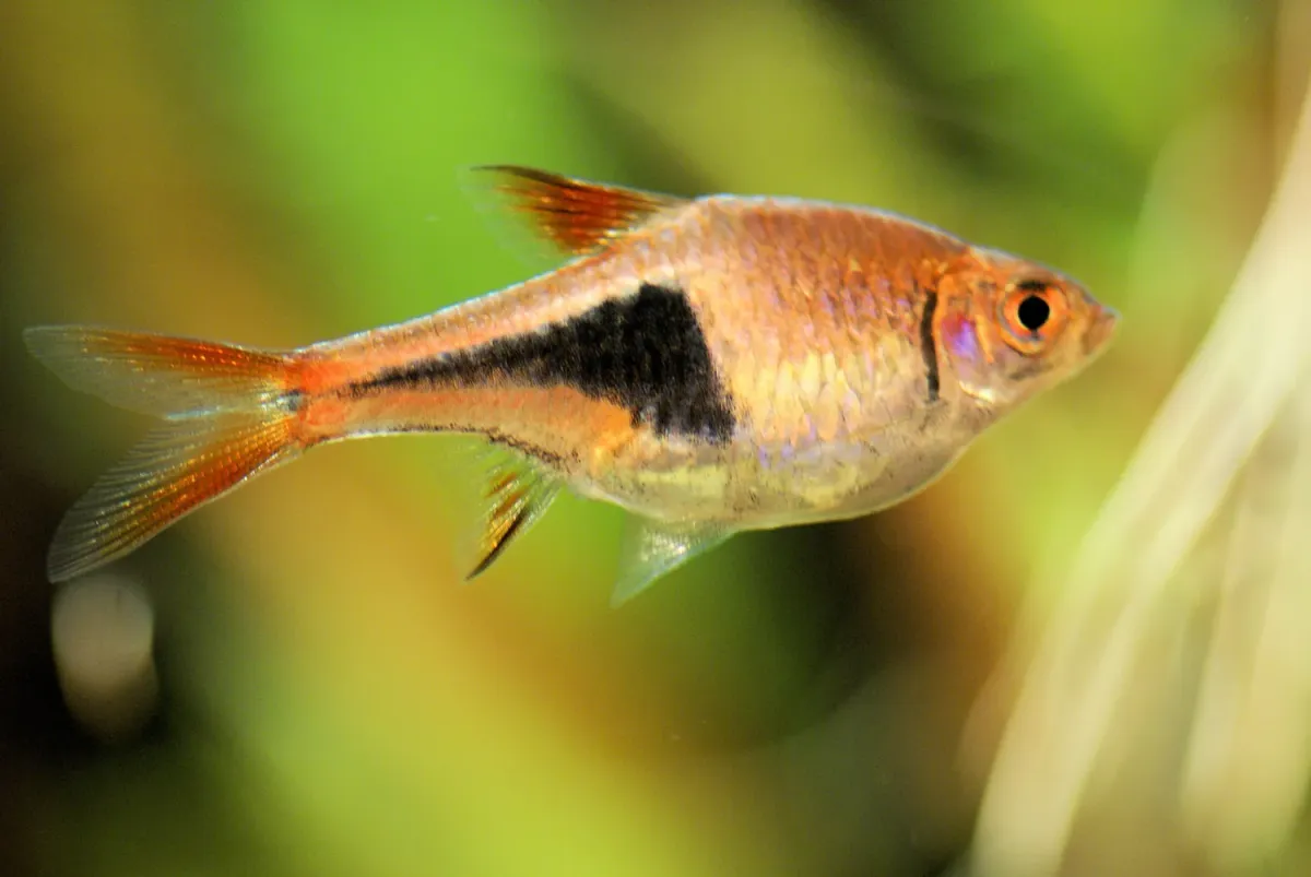 Harlequin rasbora fish with orange and black scales swimming