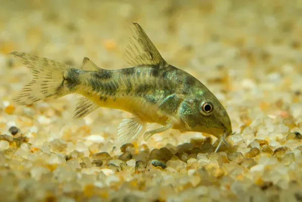 Pepper corydora sifting through substrate