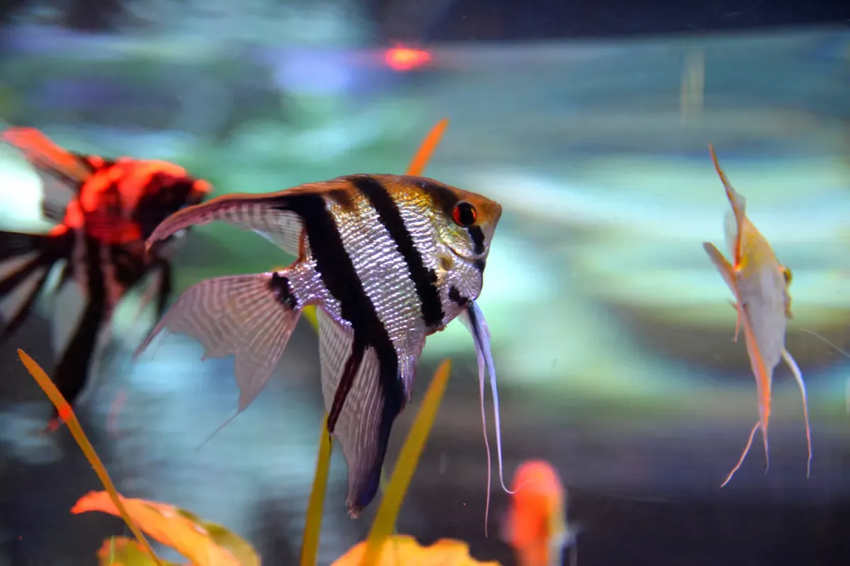 Angelfish