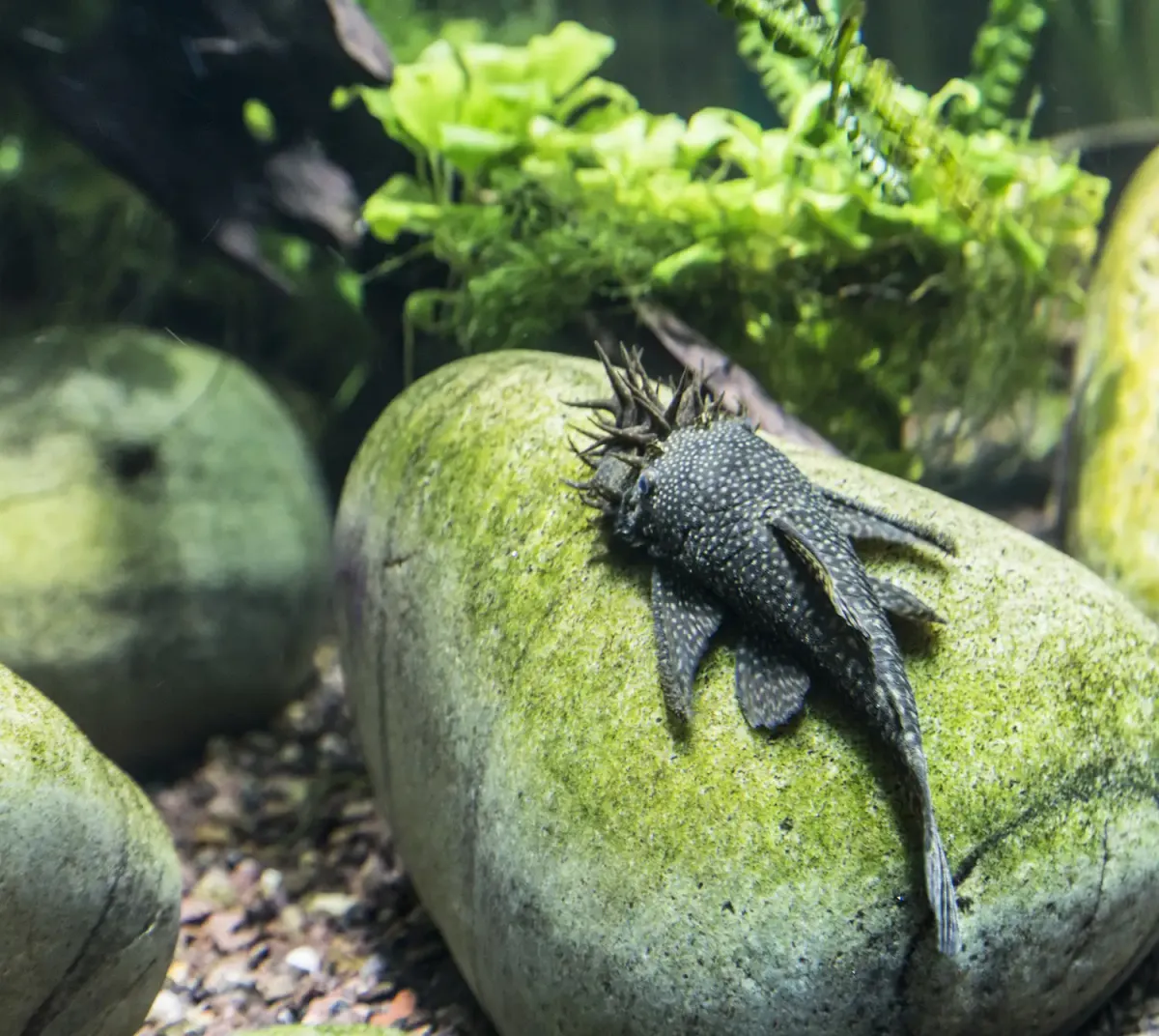 Bristlenose Pleco on a rock