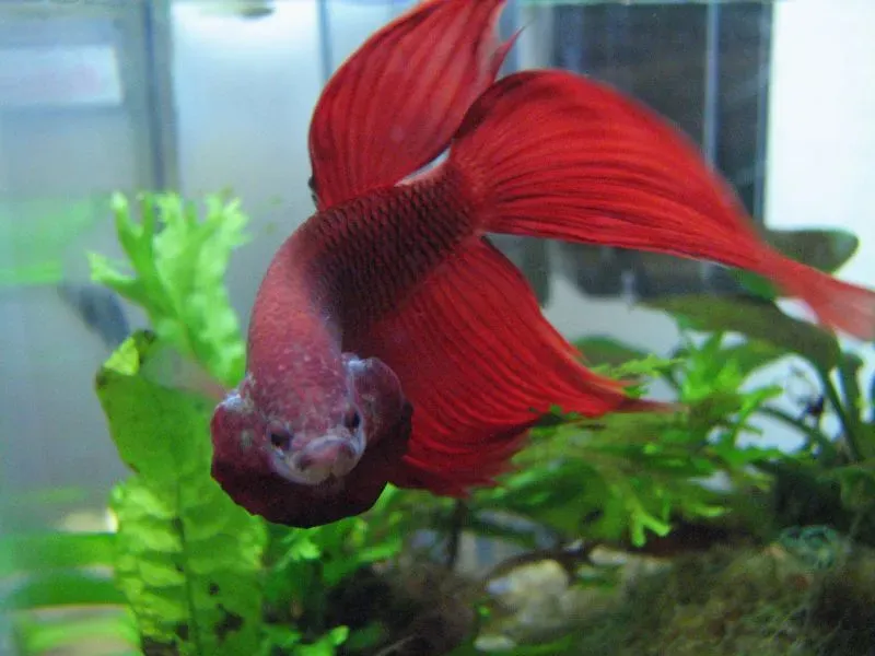 Betta demonstrating flaring behavior