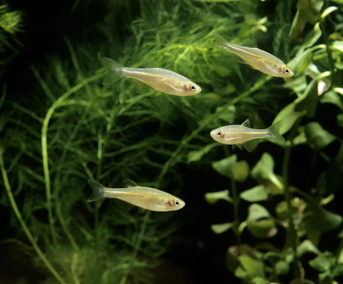 Pearl Danio, Danio albolineatus