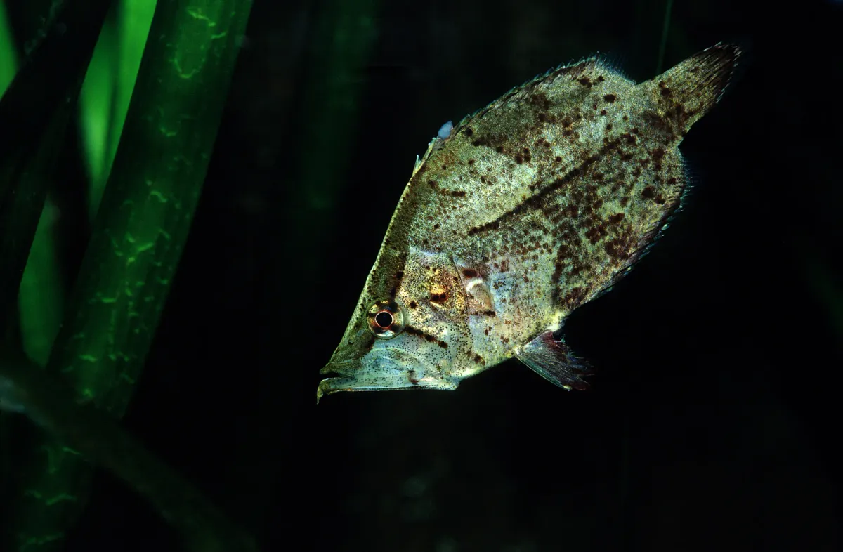Cá lá Nam Mỹ, Monocirrhus polyacanthus