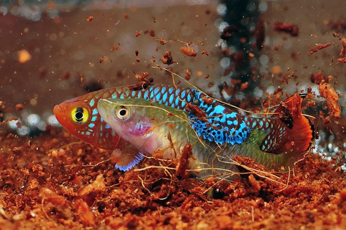 Two killifish swimming in an aquarium