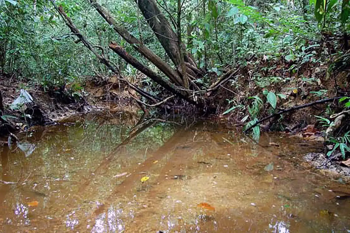 Swampy area with trees and water where killifish live.