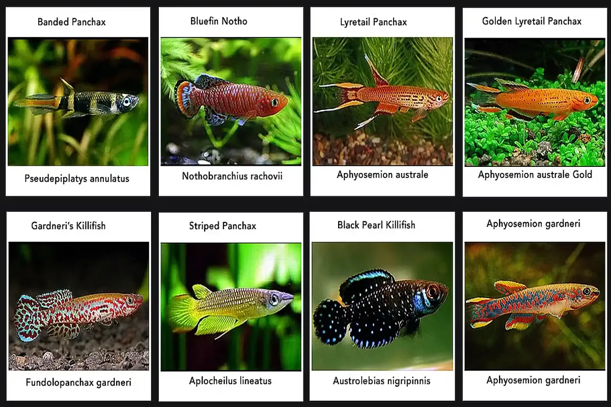 Chart showing eight different types of killifish.