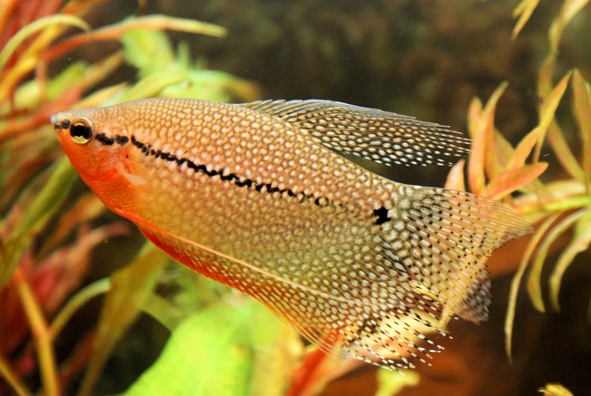 Cá sặc ngọc trai, Trichopodus leerii
