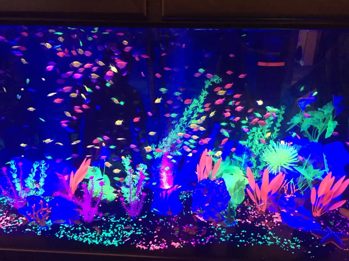 GloFish® Tank