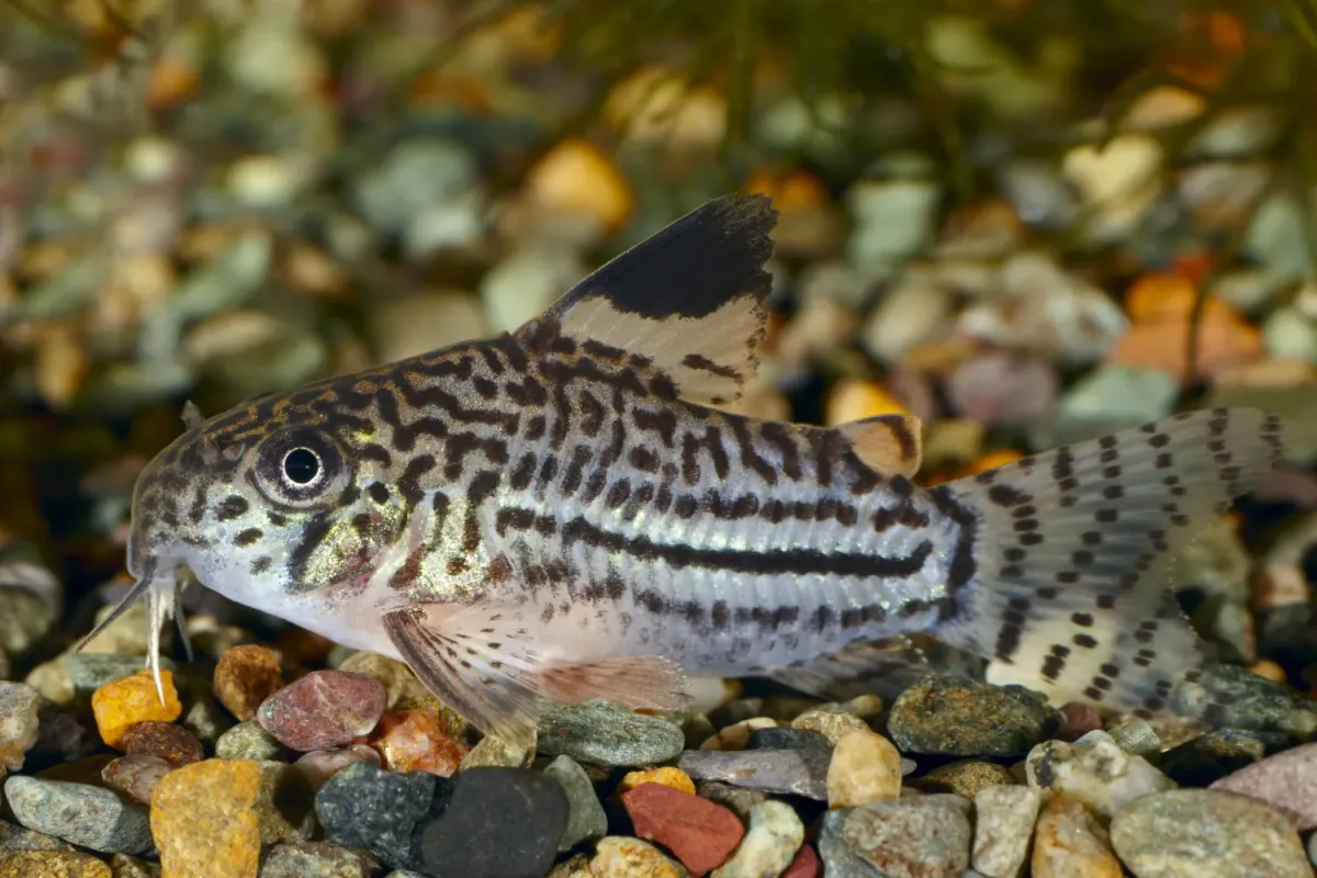 Julii Cory resting on rocky substrate