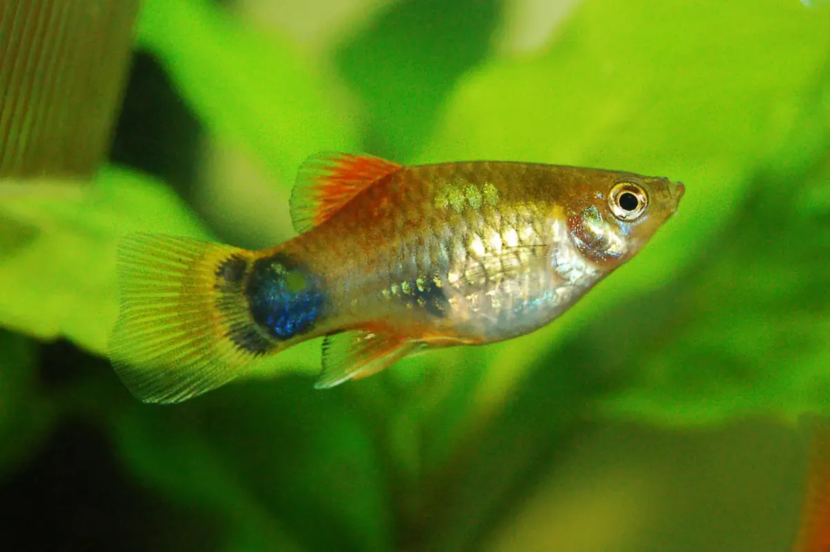 Mickey Mouse Platy