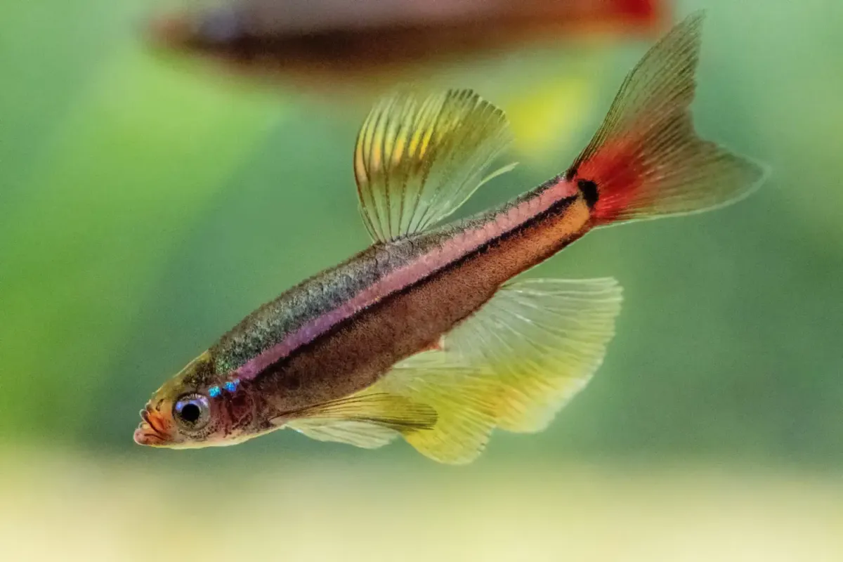 Long-fin variety of White cloud mountain minnow