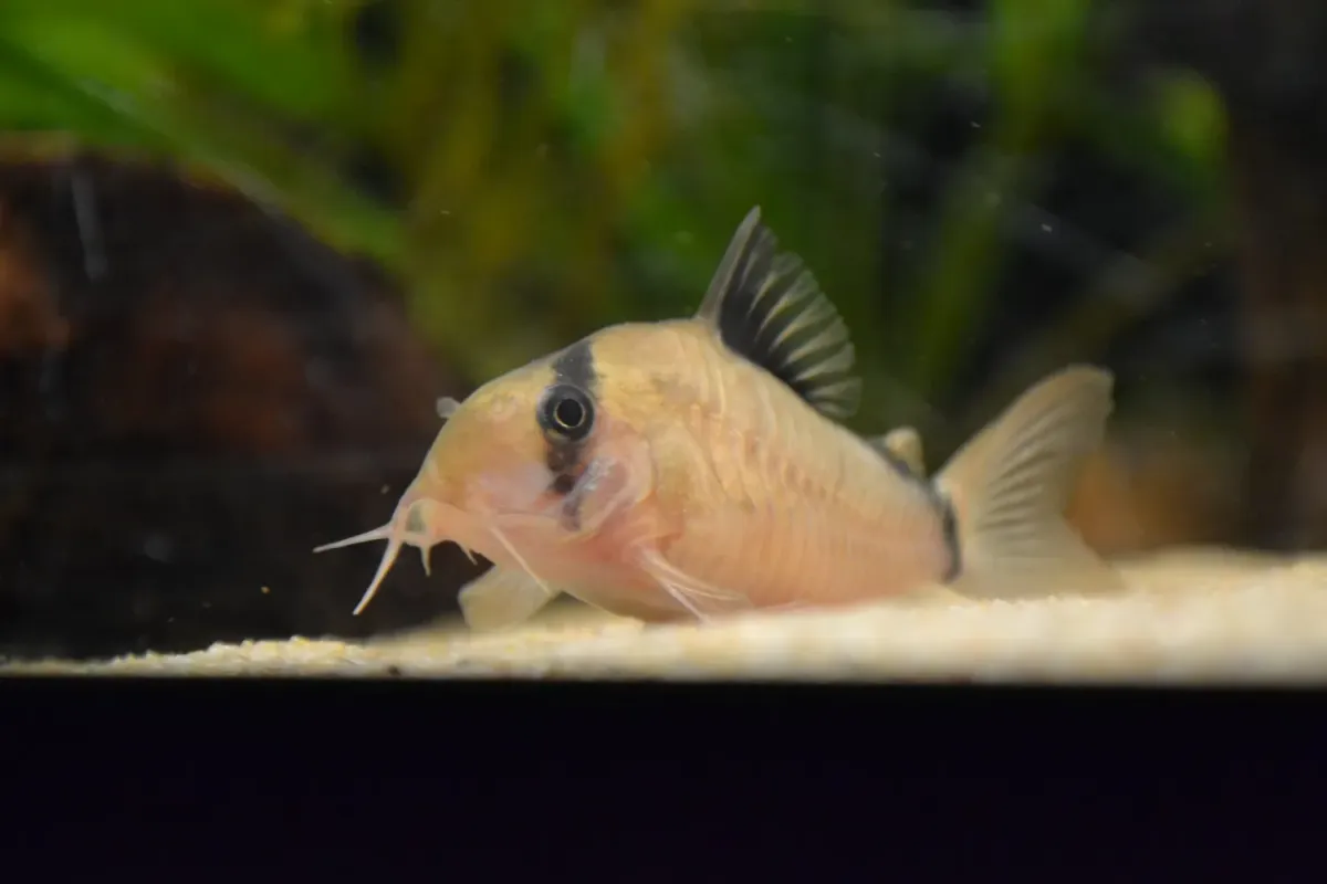 Bandit corydora resting on aquarium substrate