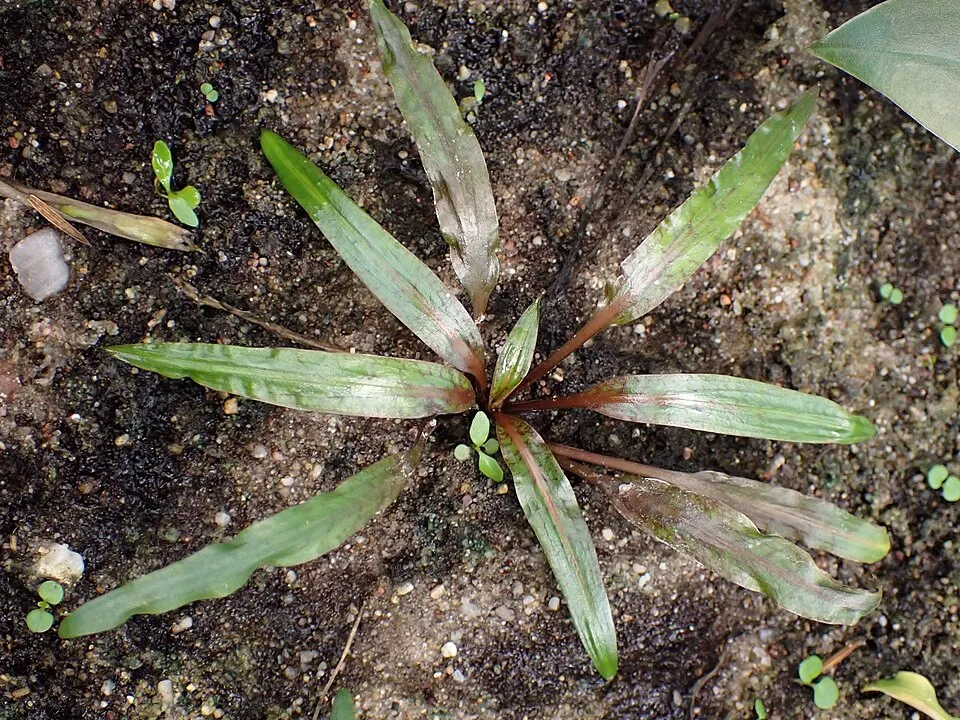 Một bụi Cryptocoryne lá hẹp mọc trên nền đất, dễ thấy để trồng lại.