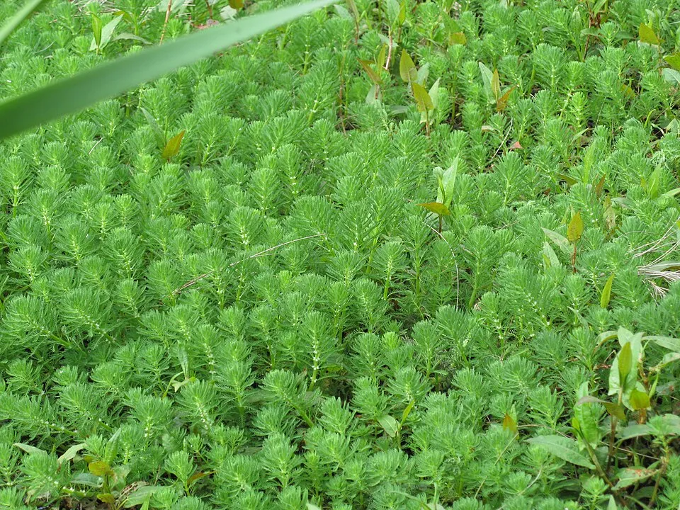 Myriophyllum mọc cạn (emersed) xanh tốt thành thảm dày, giống cây mua về.