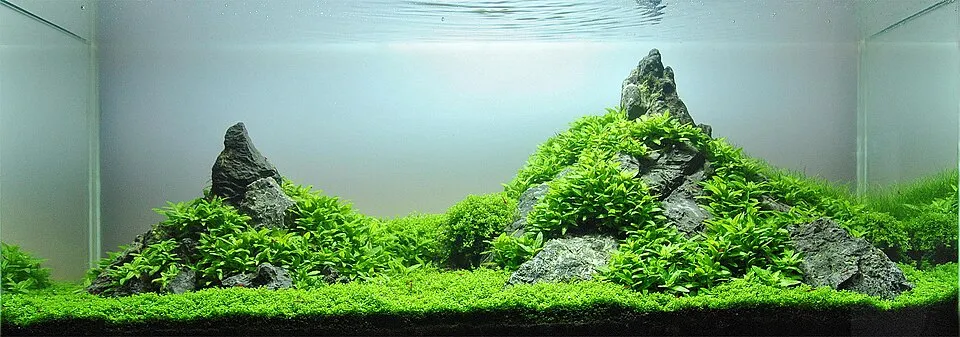 Bể thủy sinh phong cách Iwagumi với đá và thảm cỏ, bố cục gọn gàng.
