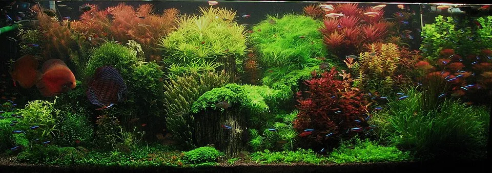 Bể thủy sinh kiểu Hà Lan với cây xanh đỏ rậm rạp và đàn cá neon.