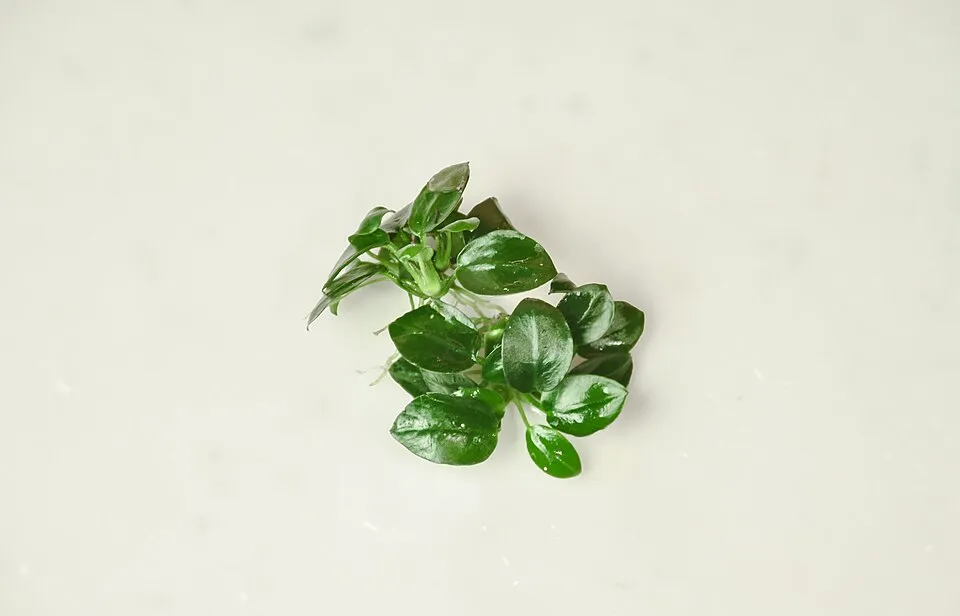 Một cụm ráy lá xanh khỏe, đặt trên nền trắng để nhìn rõ màu lá.