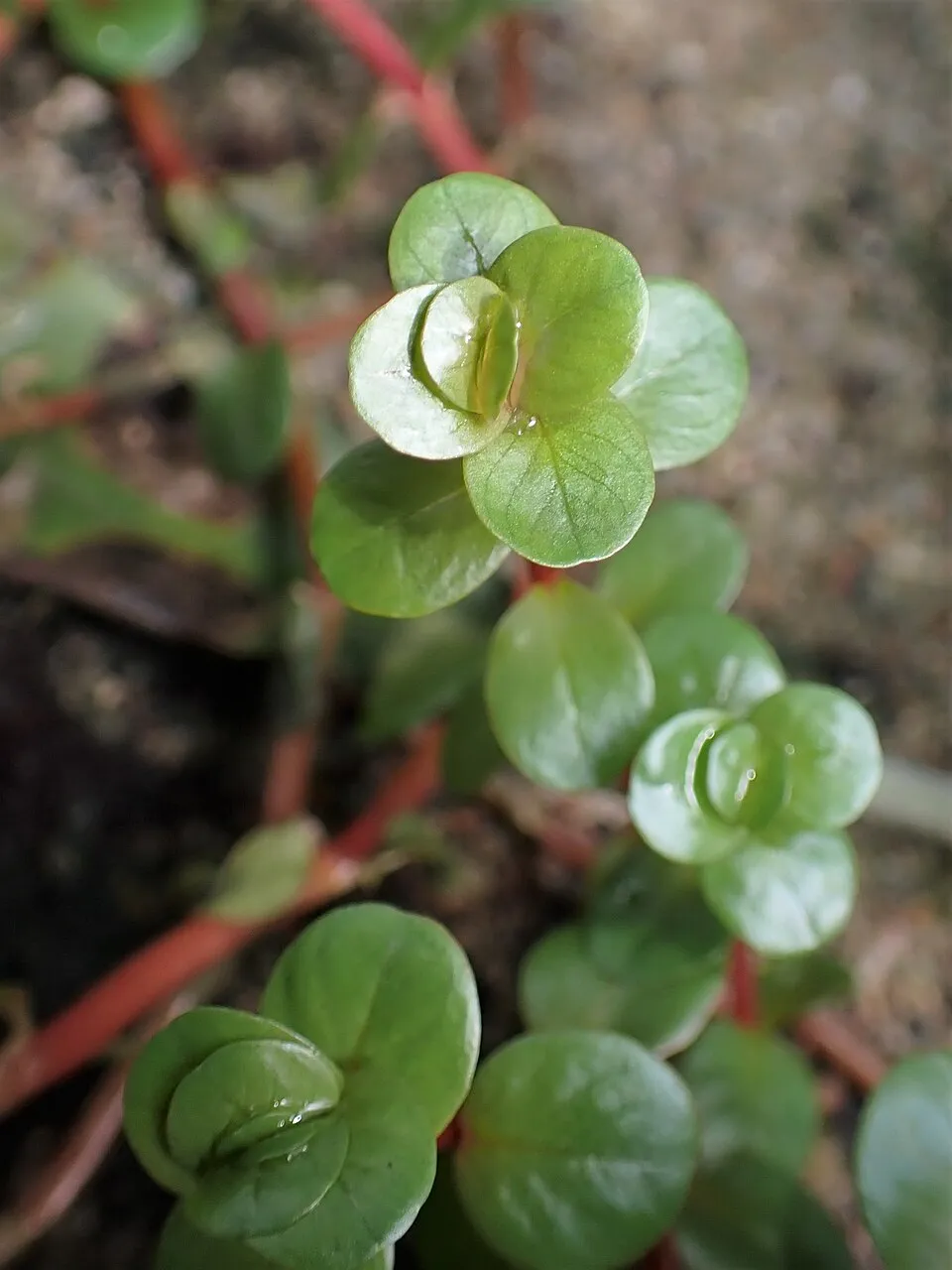 Phần ngọn Rotala khỏe với lá xếp vòng tròn, thích hợp để cắt và cắm.