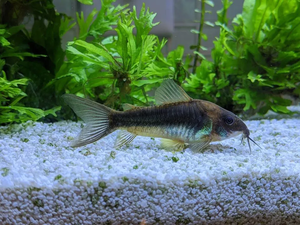 Cá chuột Corydoras đang kiếm ăn trên lớp nền sỏi trong bể thủy sinh.