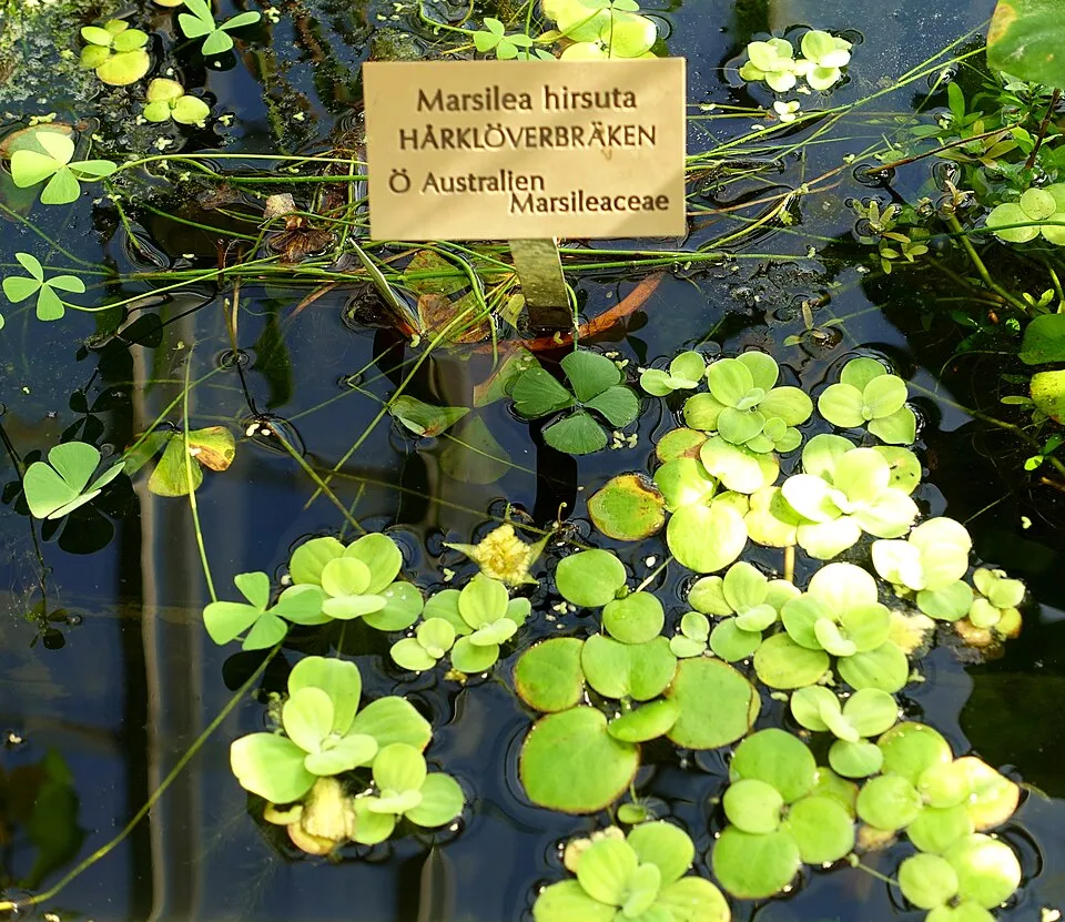 Marsilea hirsuta trồng thủy sinh, lá bốn cánh xòe phủ trên mặt nước.