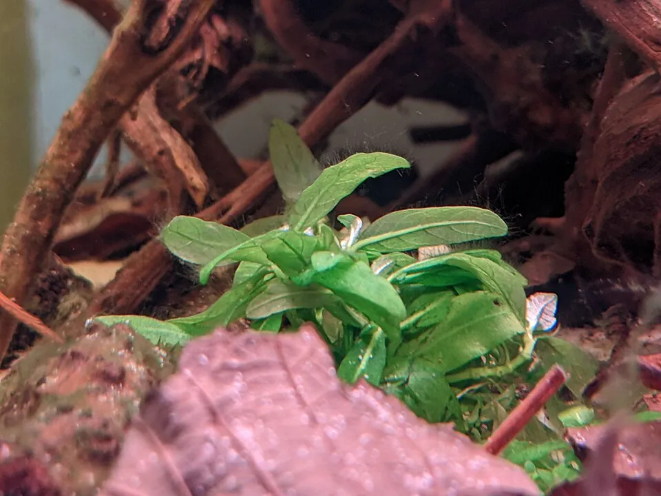 Bụi Staurogyne repens lá dày mọc bên cạnh lũa trong bể.