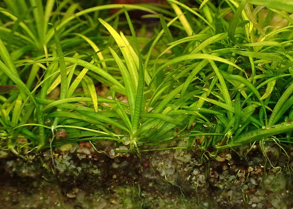 Helanthium tenellum mọc thành thảm xanh dày trong bể thủy sinh.